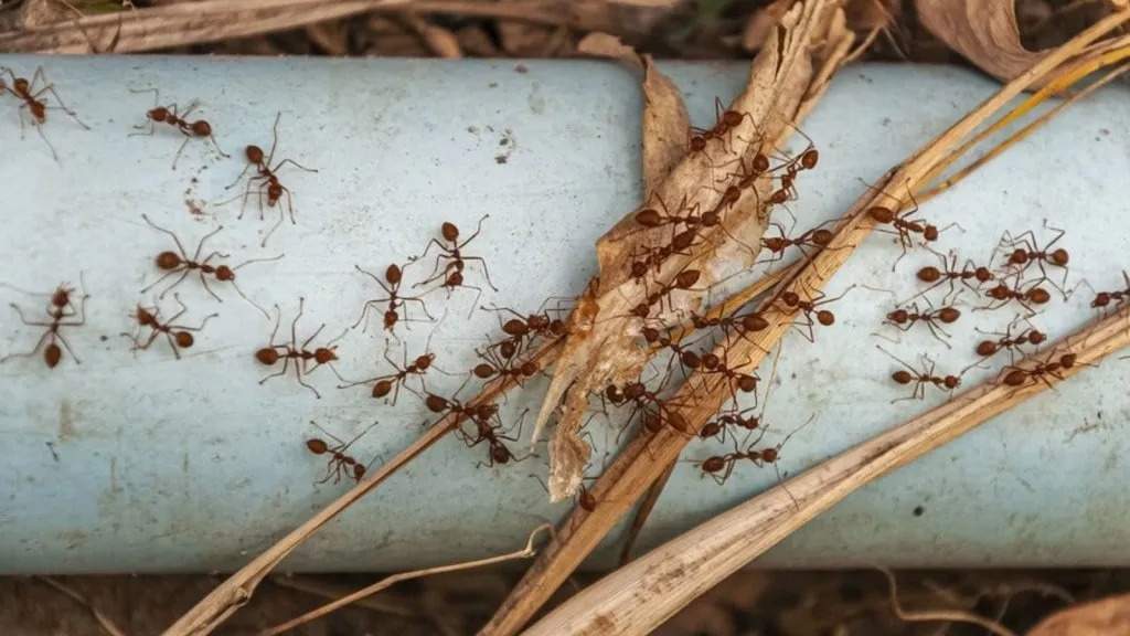 Remedy for ants - 3