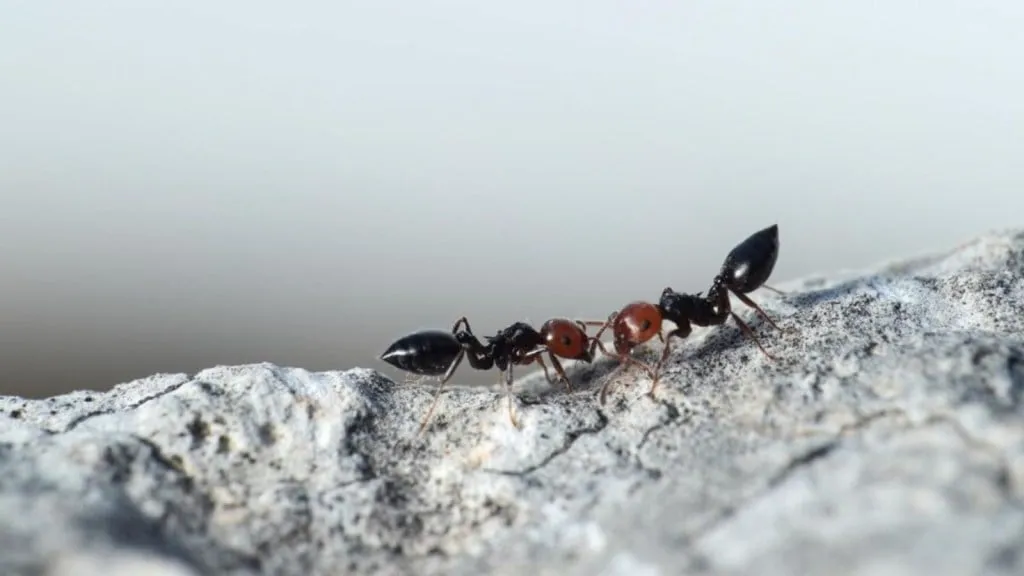 Remedy for ants - 4