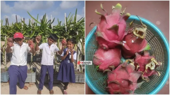 Primary School Children, Dragon Fruit, প্রাথমিক স্কুলের পড়ুয়ারা, ড্রাগন ফল,