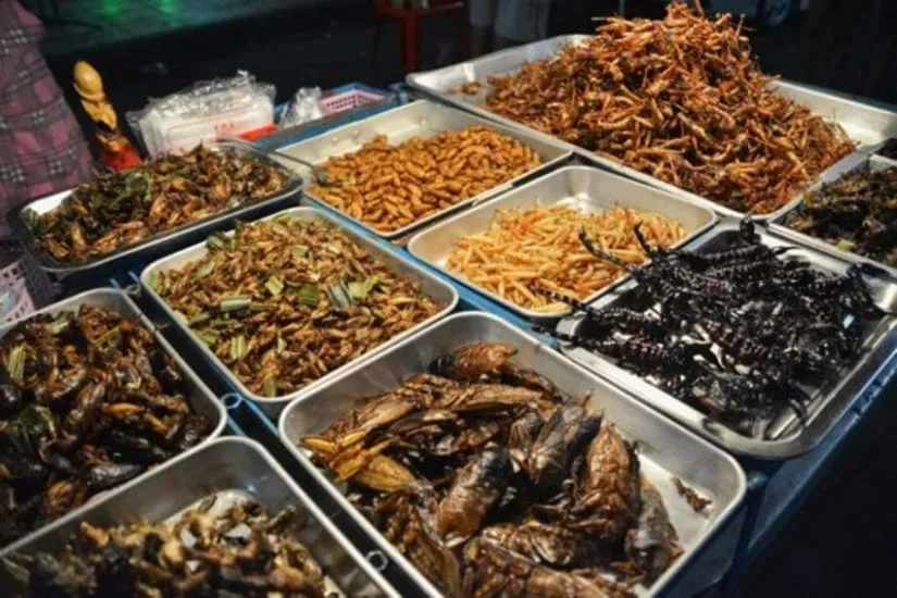 Singapore food agency insect approval