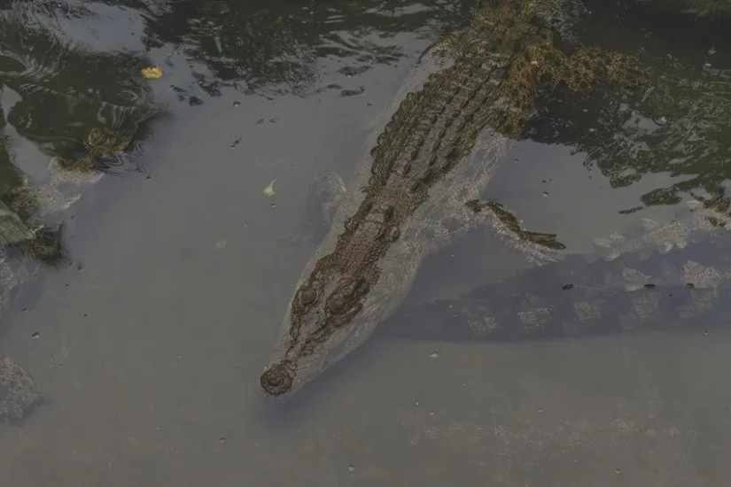 Crocodile