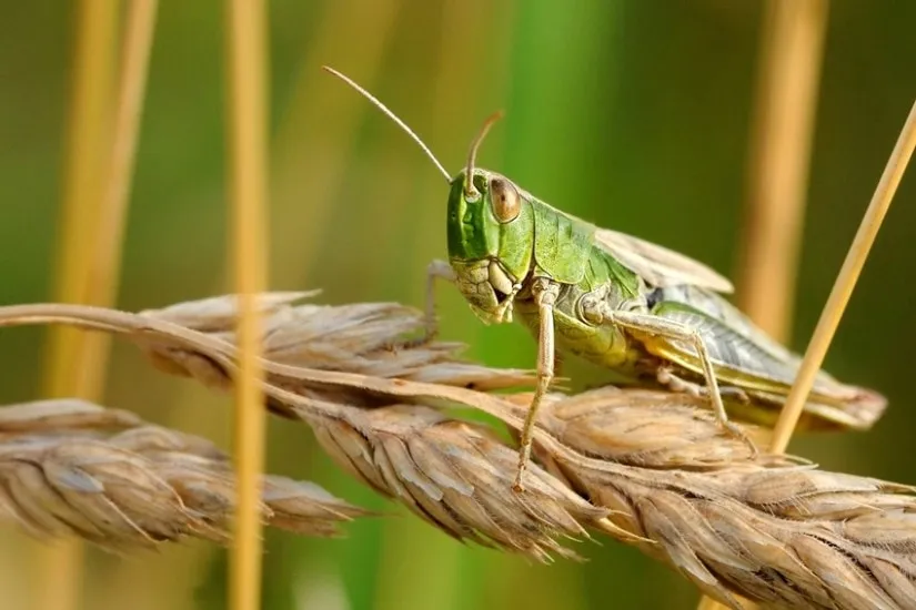 Sustainable food sources insects