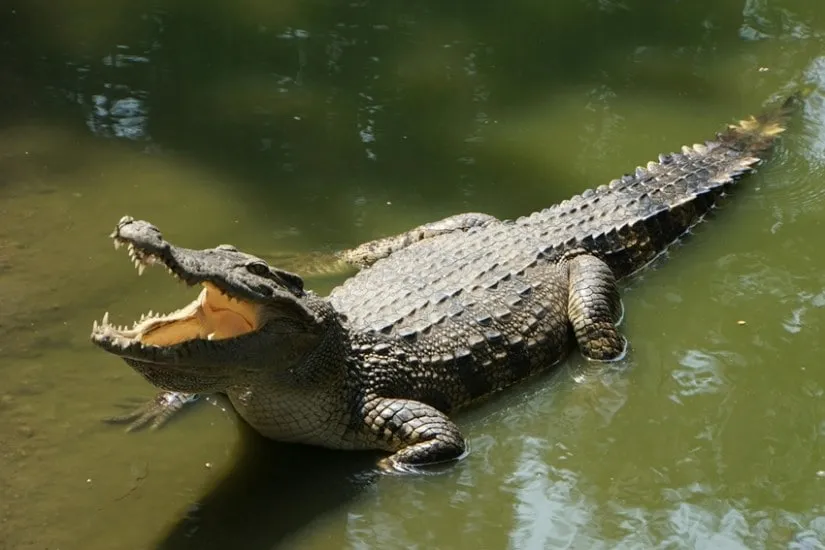 Crocodile Farming