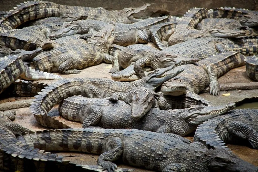 dangerous crocodiles