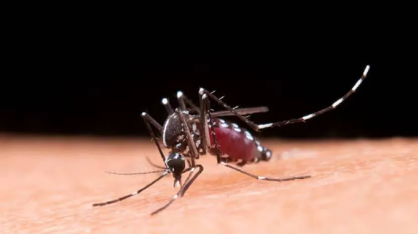 Dengue fever is quite common during the monsoon. Here are some prevention steps that can help you stay safe this season