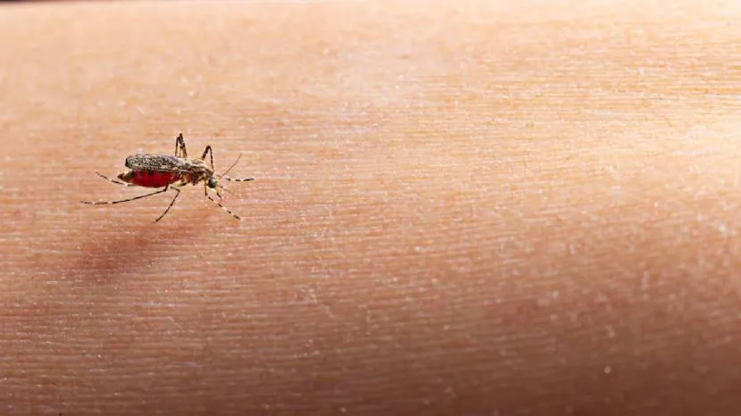 Dengue fever is quite common during the monsoon. Here are some prevention steps that can help you stay safe this season