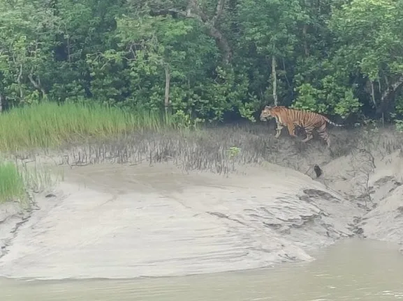 Tourists saw a tiger while traveling in the sundarbans