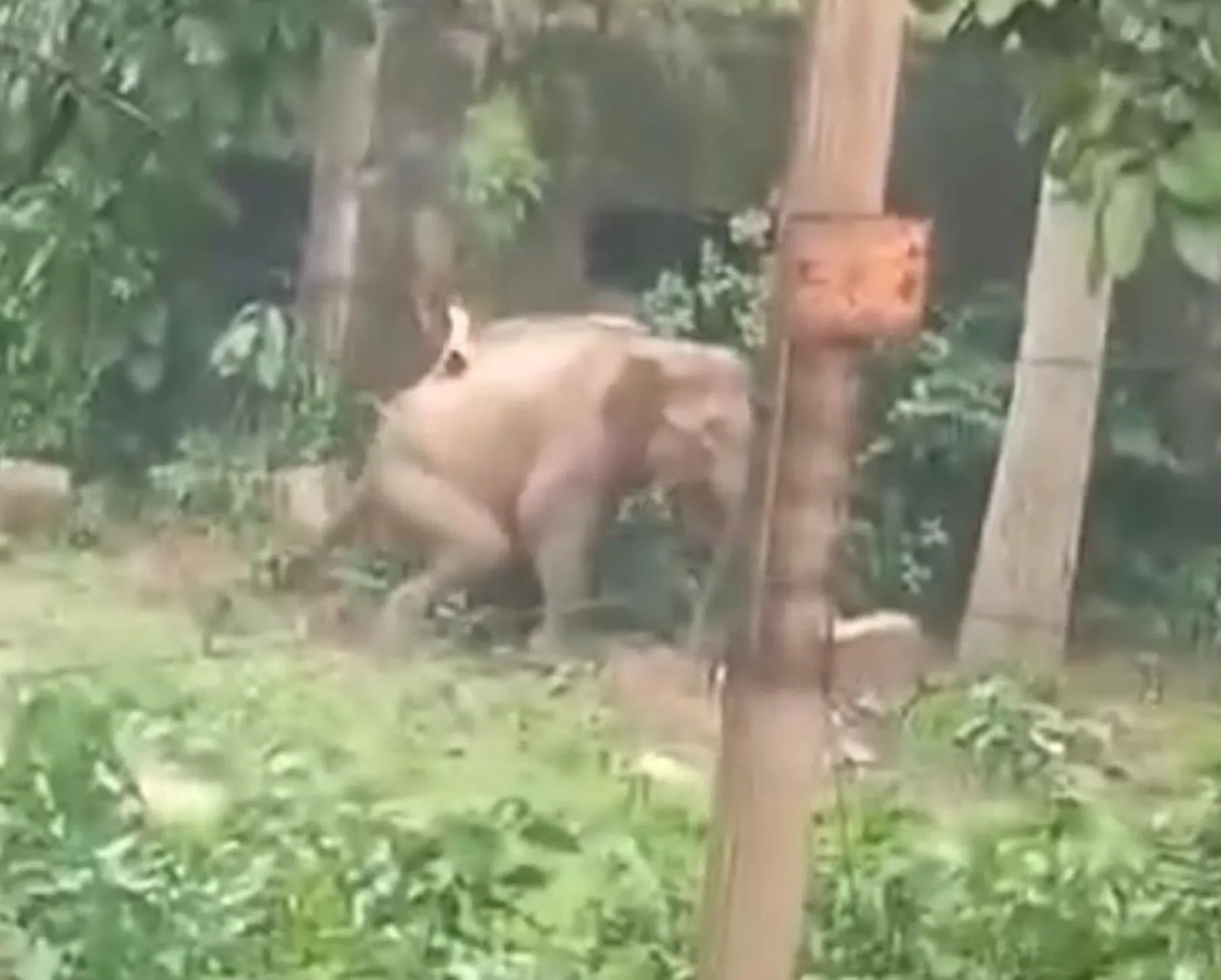 Aritra Kshettry, National Lead for Elephant Conservation, WWF-India, noted that the co-existence of people and elephants in the southern districts of West Bengal leads to “damage” for both. (Video screengrab)