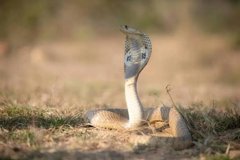 poisonous snake of the earth