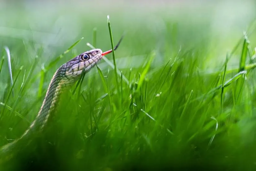 poisonous snake king cobra