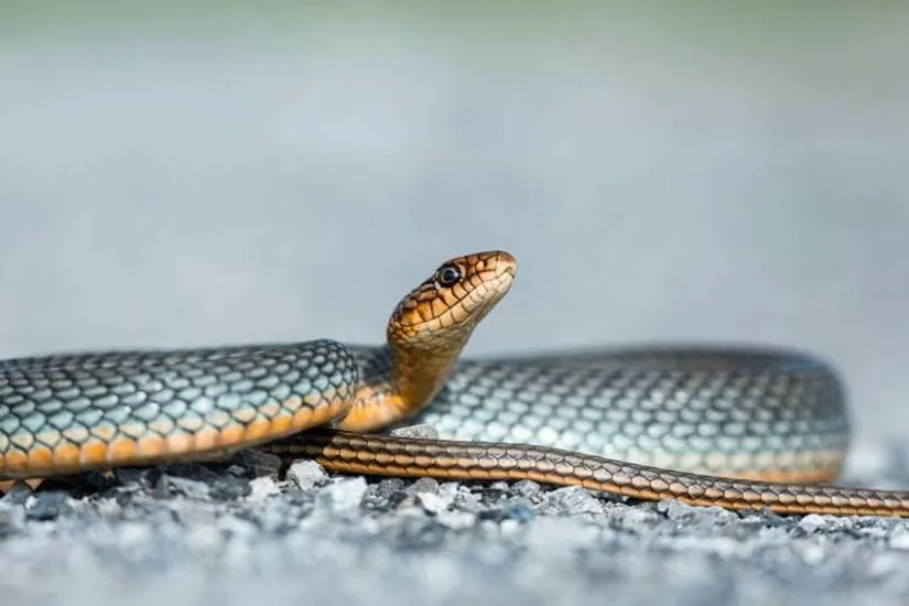 King Cobra Interesting Facts