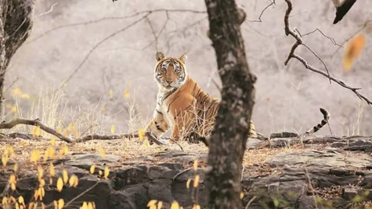 tiger