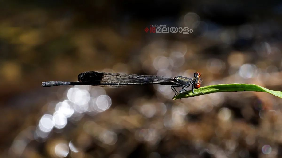 Disparoneura apicalis 2