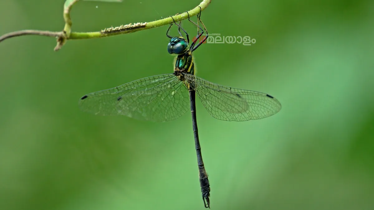 Idionyx gomantakensis