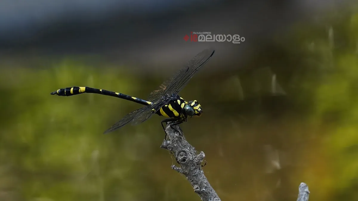Gomphidia kodaguensis