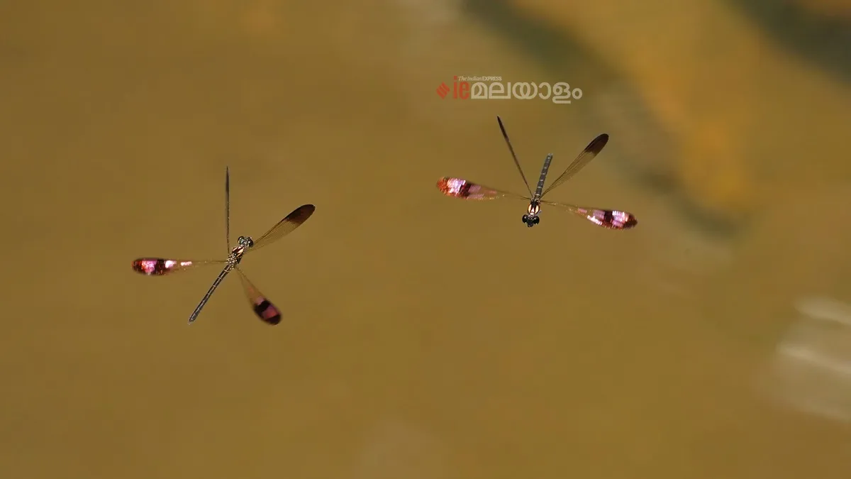 Heliocypha bisignata