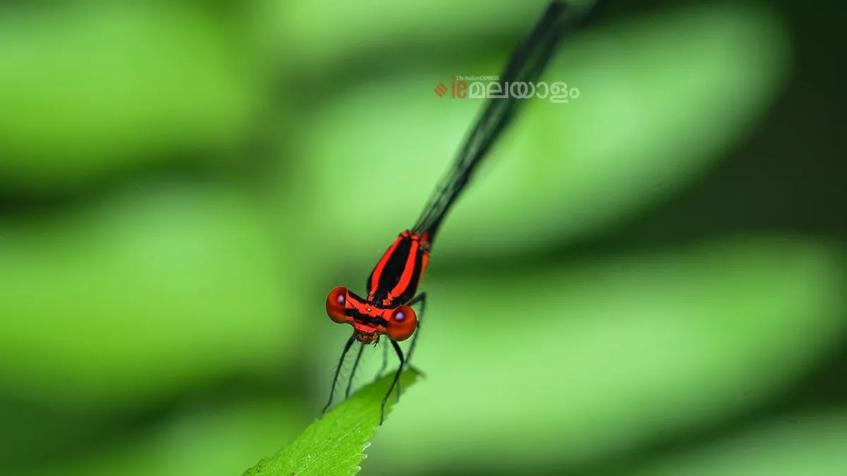 Disparoneura quadrimaculata