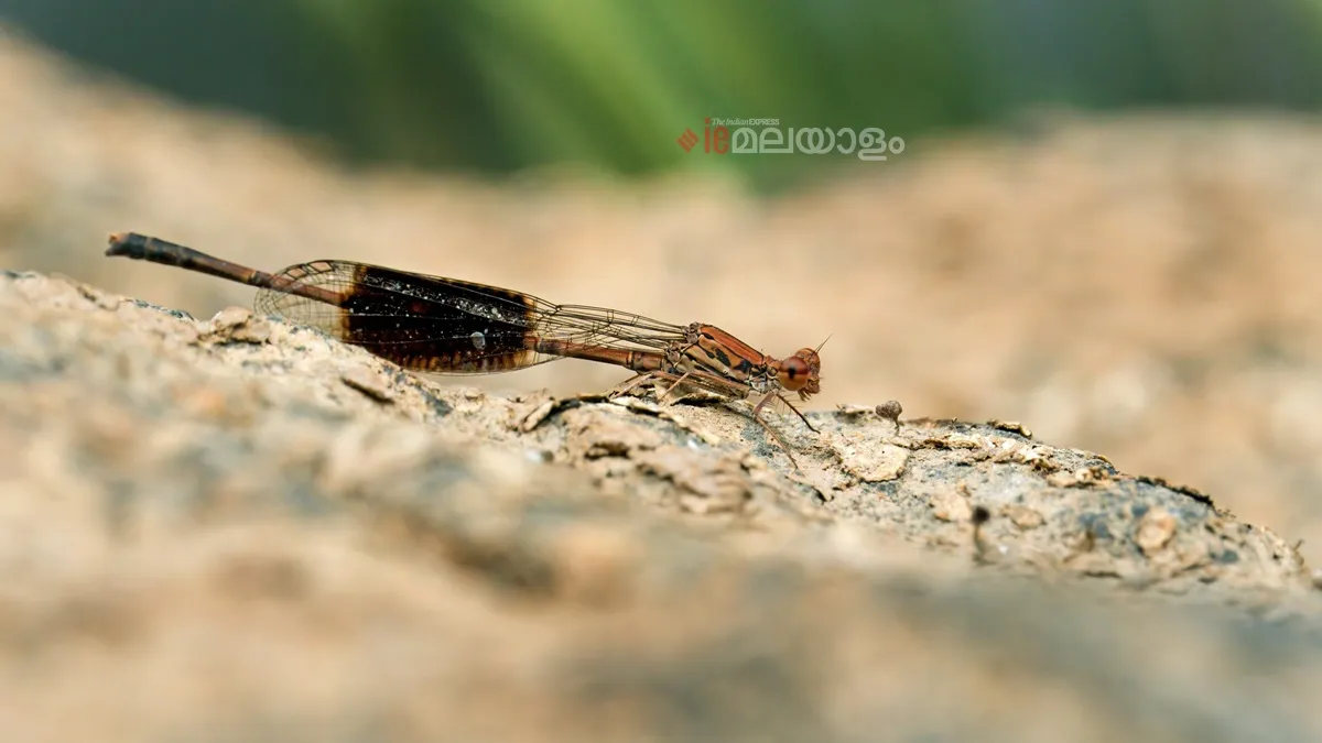 Disparoneura quadrimaculata