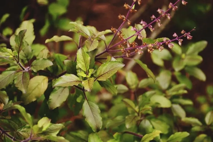 Natural Methods for Teeth Whitening 