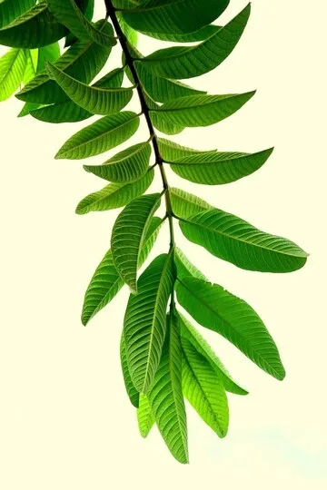 Benefits Of Chewing Guava Leaves Daily