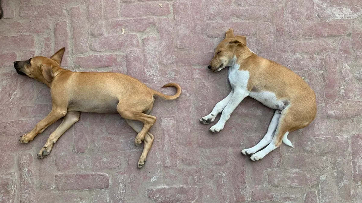 Five of the most expensive dog breeds in India FI