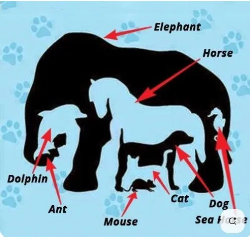 Optical Illusions challenge 
