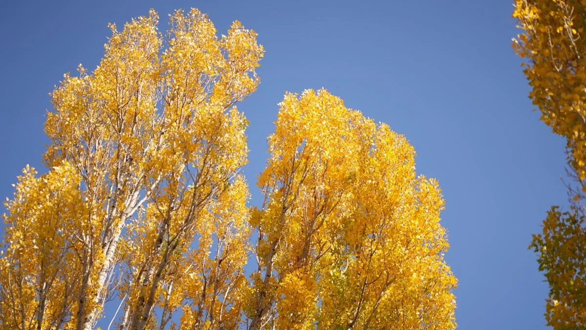 Sajan G | Travelogue  