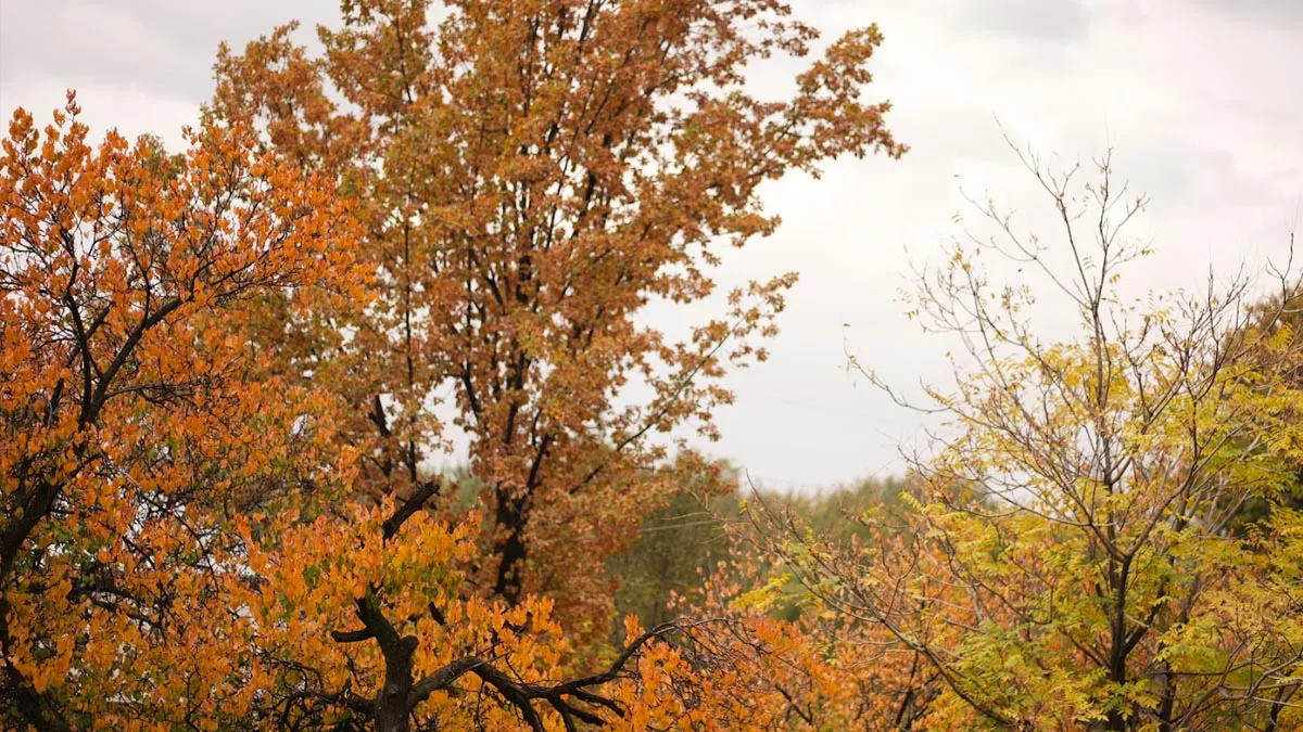 Sajan G | Travelogue  