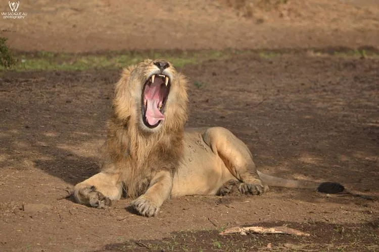 Sadiq Ali Photography, Wild Life Photography