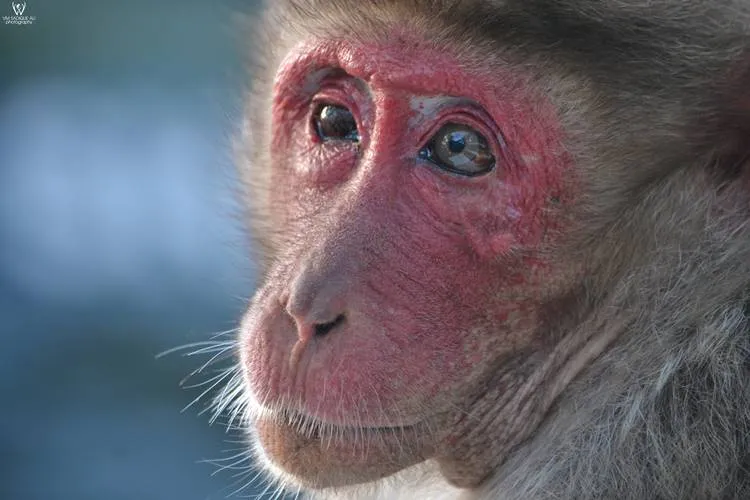 Sadiqali Photography, Wild Life Photograpger