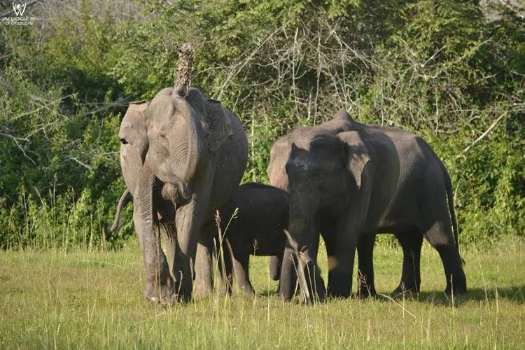 Sadiq Ali Photography, Wild Life Photography