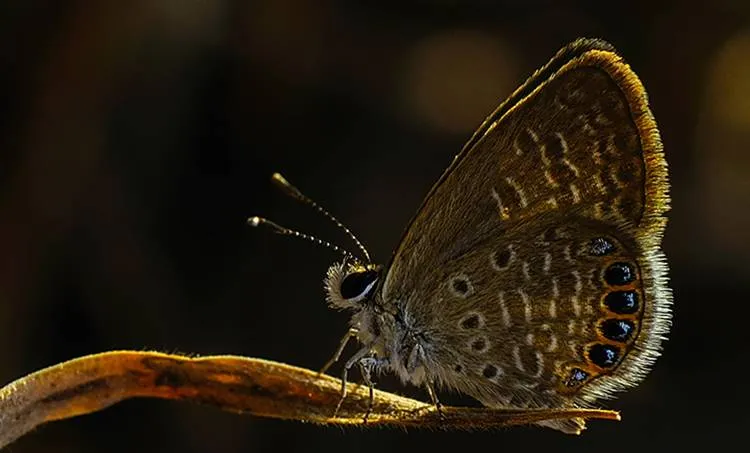 Butterflies, Hariharan Subrahmanian Photography