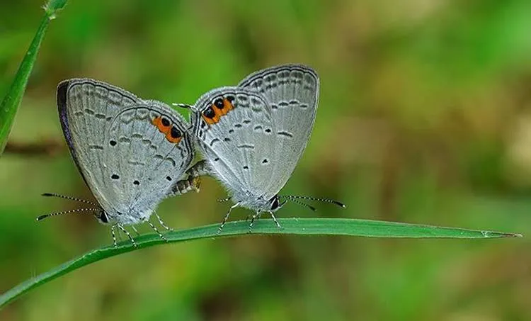 Hariharan Subramaniyan Photography