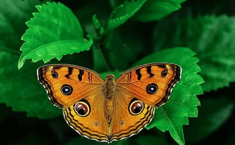 Butterfly, Hariharan Subramanian