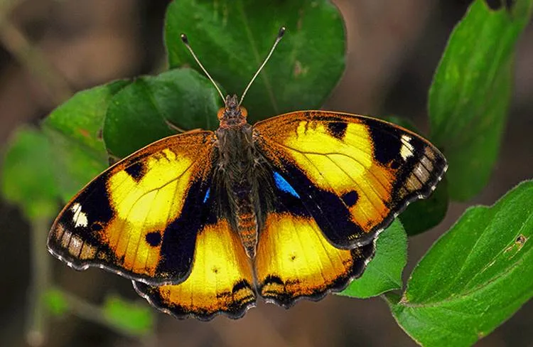 Butterffly, Hariharan Subramanian Photography