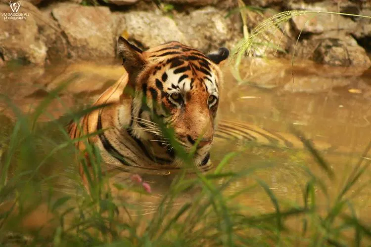 Sadiqali Photography, Wild Life Photography