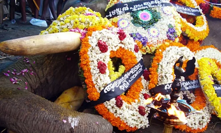 ആനകൾക്കിത് അന്ത്യകാലം