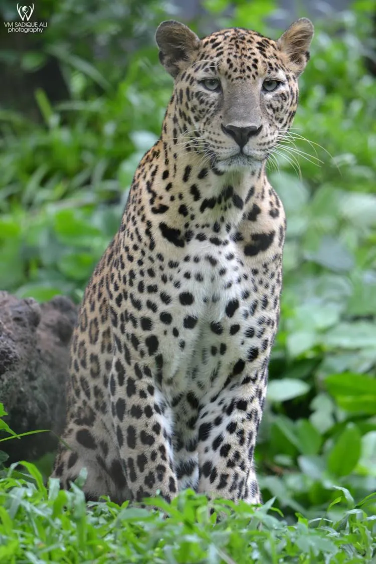 Sadiq Ali Photography, Wild Life photography