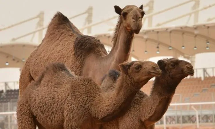 camel fest, saudi arabia