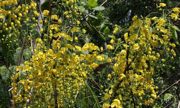 Golden shower tree, vishu