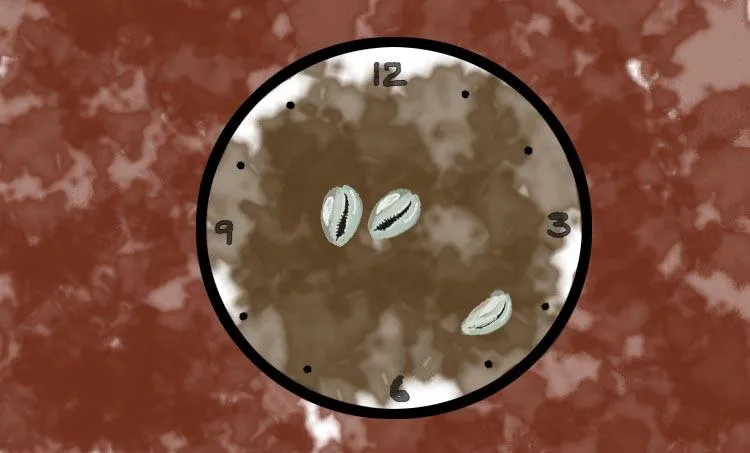 watch, astrologer, kozhikode