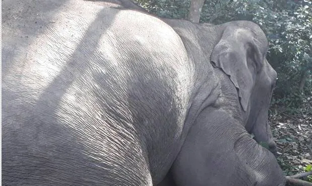wild elephand, died, chenduvara, munnar,