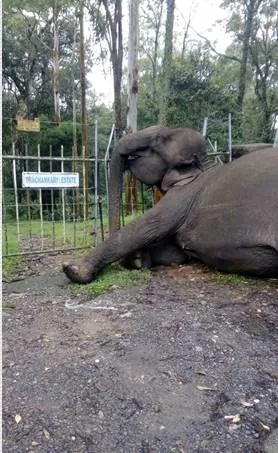 wild elephant, tomin thachankari, tisin thachankari,