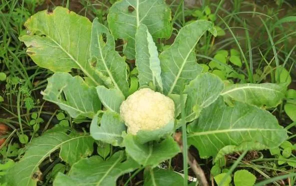 mathew, ramdas, zero budget farming, 