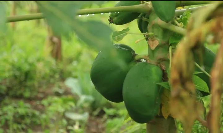 mathew, zero budget farming, agriculture,