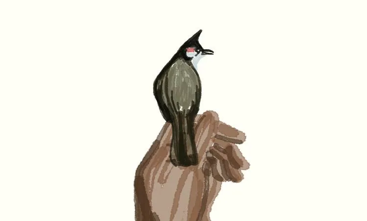 praveen chandran, birds, house, home, 