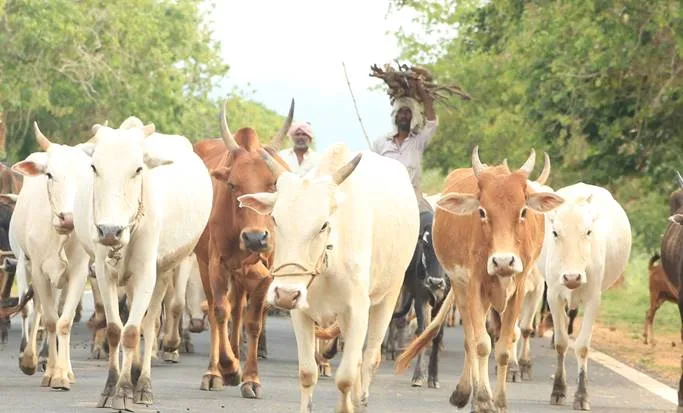 ramdas, cow, gundellpetta,