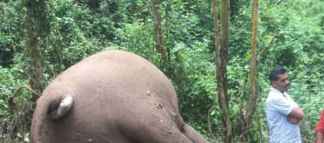 wild elephant, died, chokkanadu estate, munnar, 