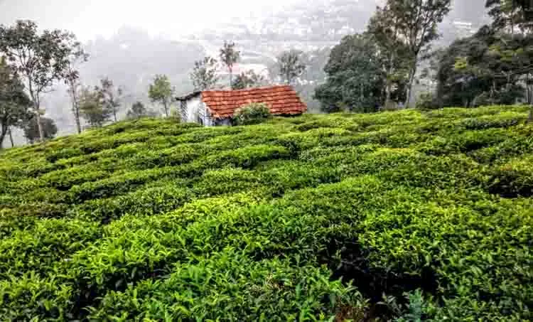 kottagiri, ooty, kottagiri tea plantation, pramal, travel, 