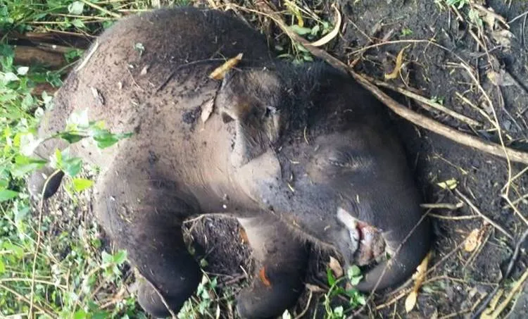 wild elephant, wild elephant died in munnar, man animal conflict, idukki,
